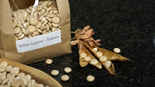 Lupine